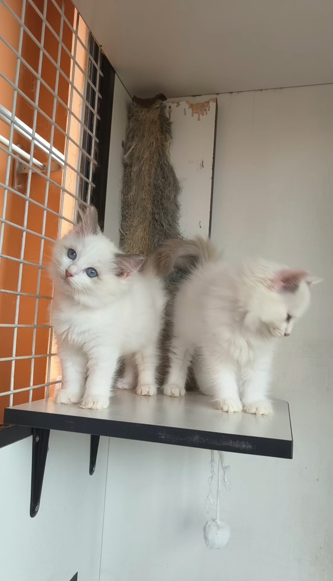 家养布偶猫,弟弟妹妹都有,健康无藓,浅色系布偶,喜欢的来！